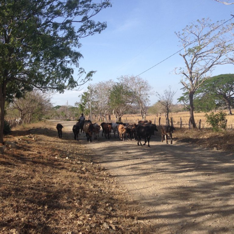 Locals! ‎⁨San Juan Del Sur