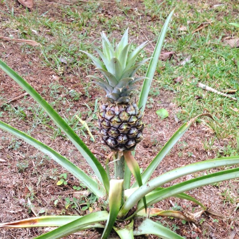 Pineapples on our terrace