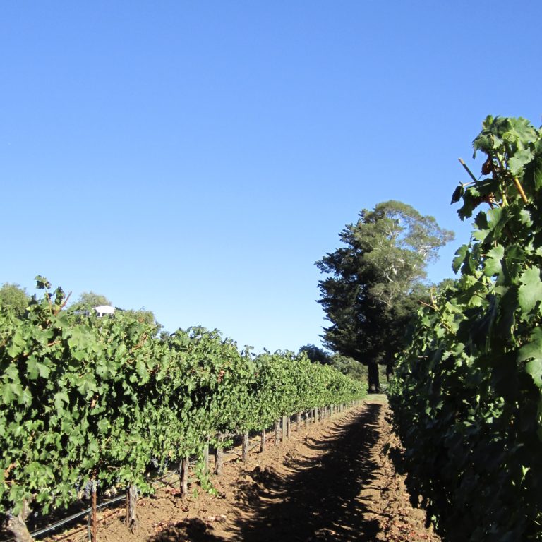 Napa Valley winery
