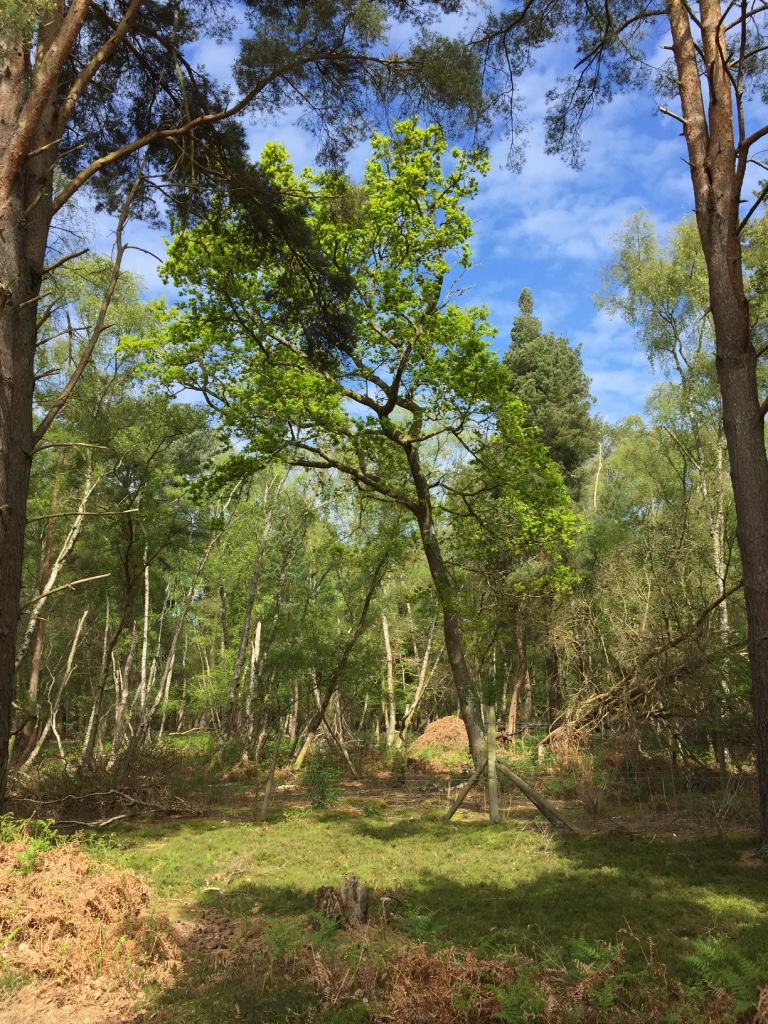 Brownsea Island