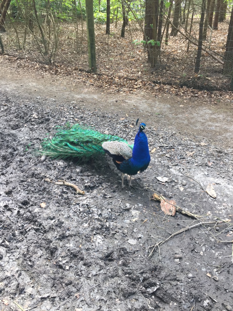 Peacocks at Brownsea