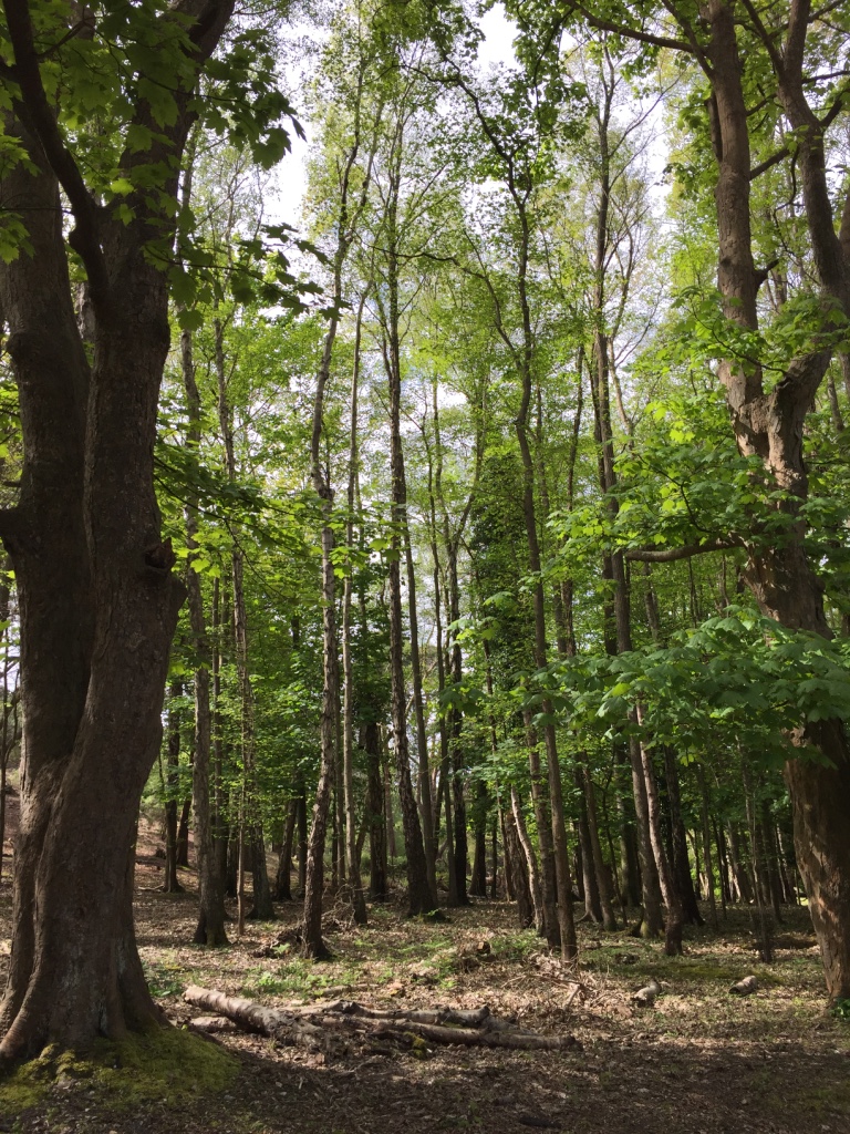 Brownsea Island