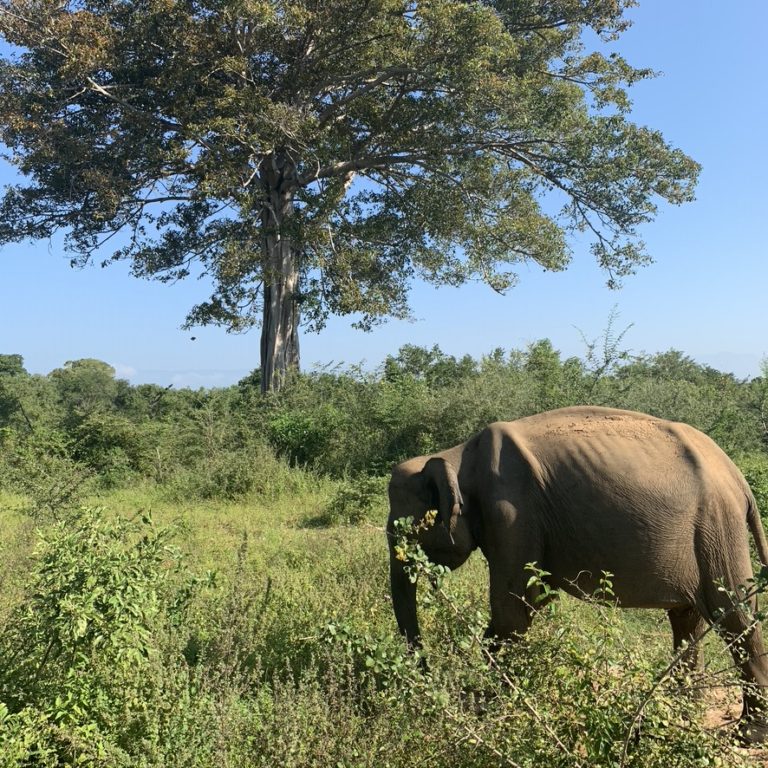 Udawalawe National Park