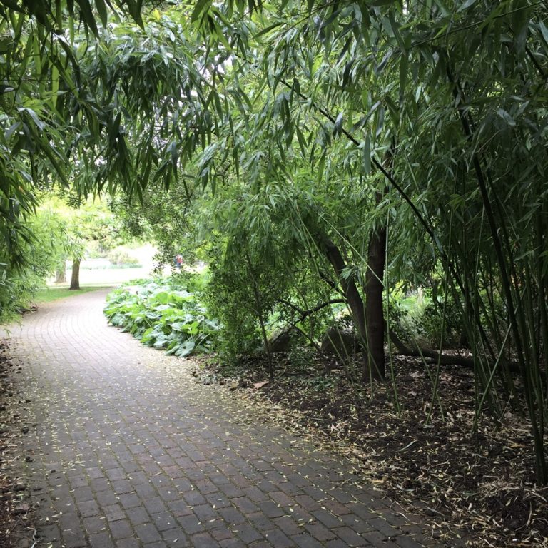 Bamboo gardens Kew