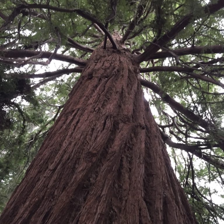 Giant Redwood