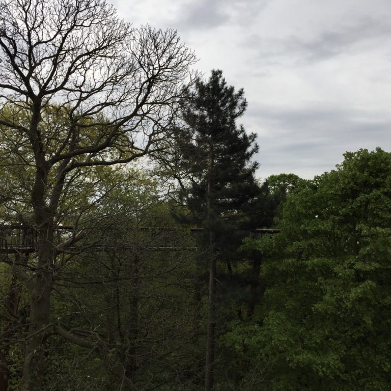 Treetop walkway