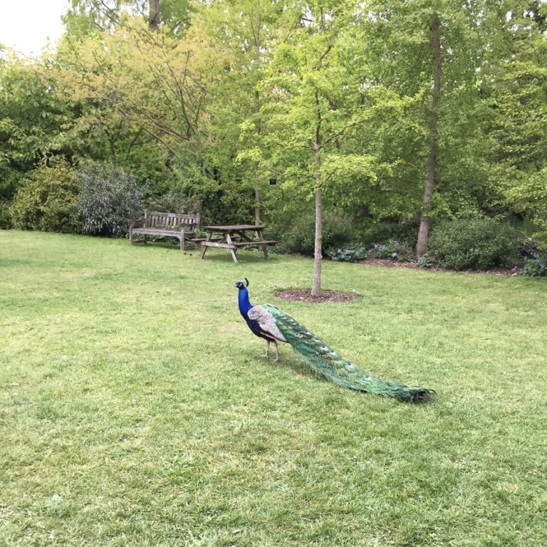 Peacocks at Kew Gardens