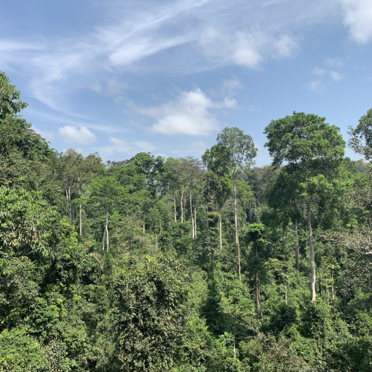 Ghana Kakum National Park