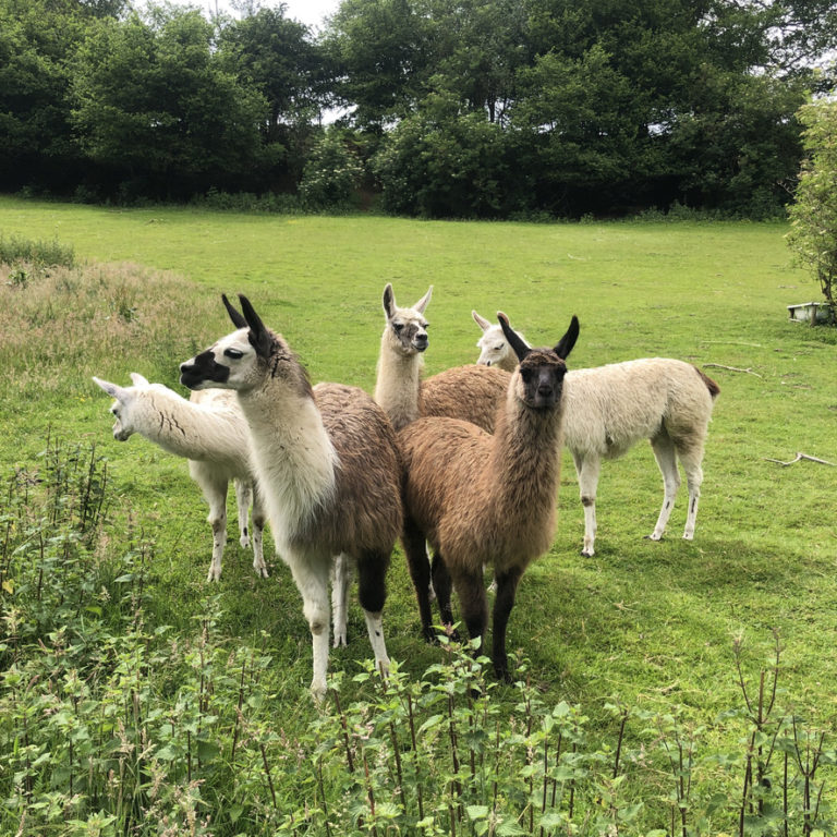 9 month old llamas