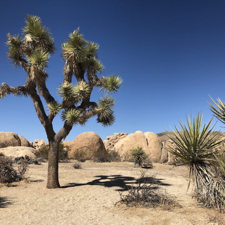 Joshua Tree